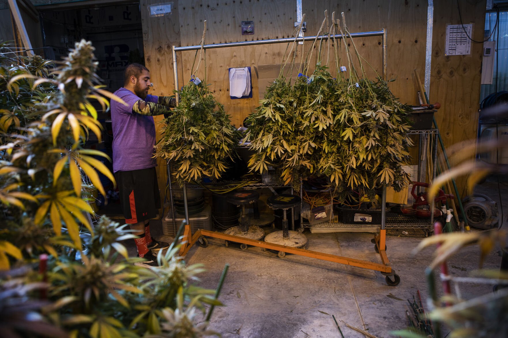 03xx22-dg-news-EufloraGreenhouseHarvest03.JPG